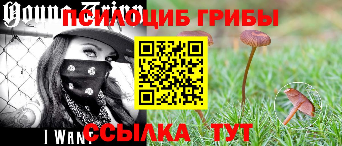 Псилоцибиновые грибы Psilocybe Избербаш